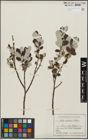 Foto von Salix helvetica Vill.